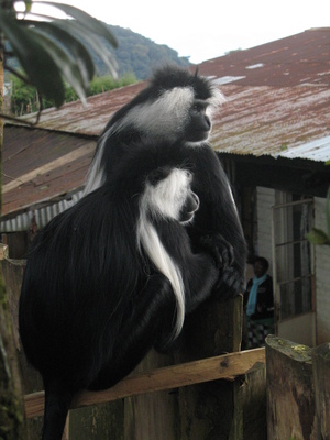 east africa, picture 6: nyungwe. click on the image to go to the next picture